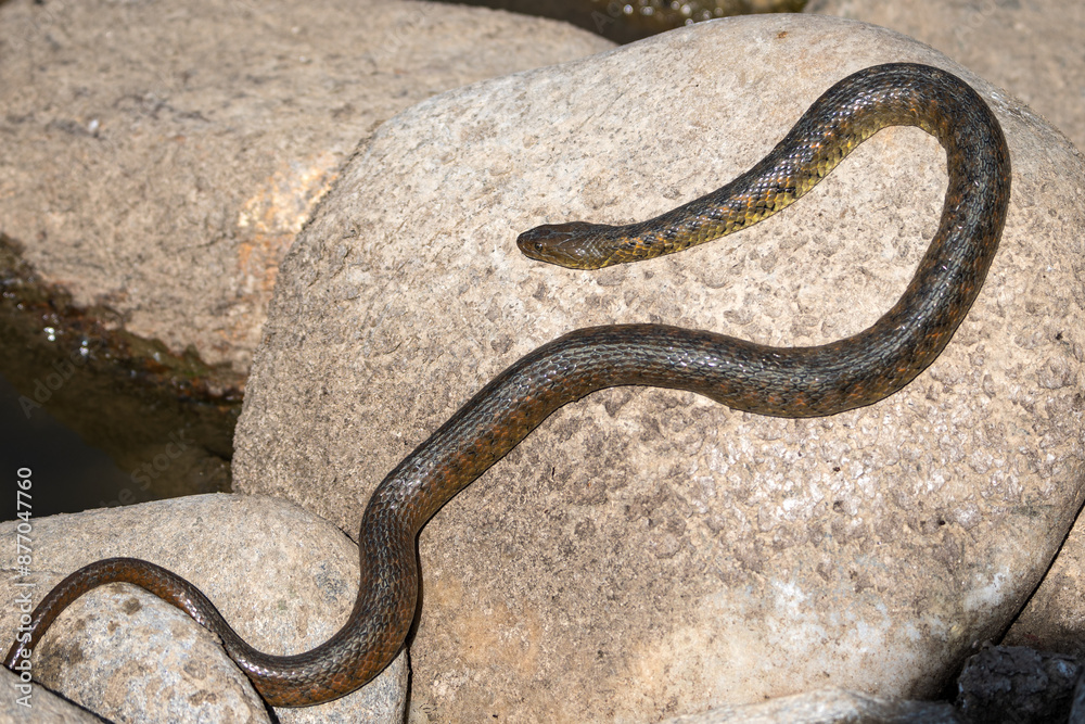Checkered keelback Sanke is taking a sun bath outside the lake. Checkered keelback Sanke is taking a sun bath outside the lake.
