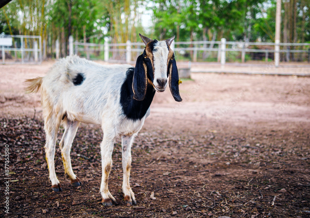 Goats in a goats farm,animal goat with cute face in rural farm Goats in a goats farm,animal goat with cute face in rural farm