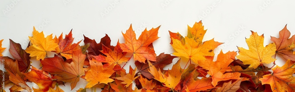 Autumn Splendor in Maple Leaves on White Autumn Splendor in Maple Leaves on White