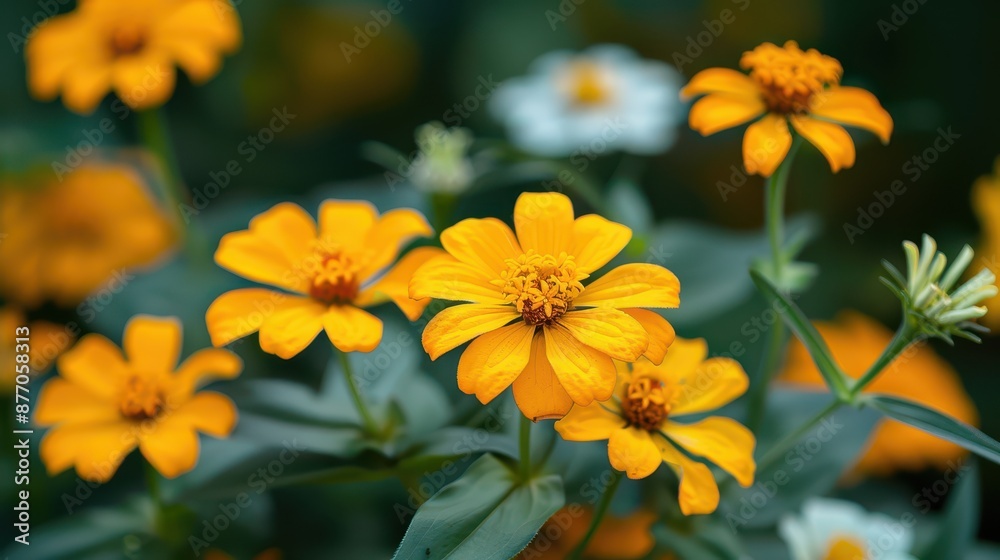 Fototapeta premium A picturesque cluster of vibrant yellow flowers in full bloom, presenting a lively and joyous scene filled with bright colors and lush greenery, perfect for nature enthusiasts.