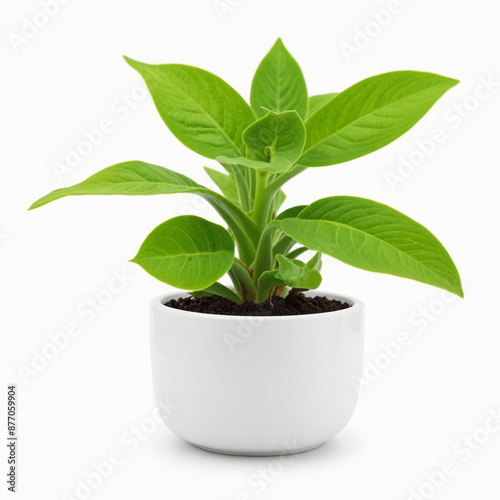 Plant in ceramic pot,isolated on white background