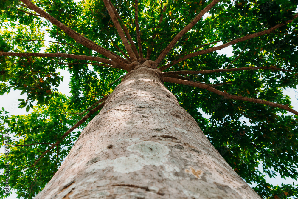 Fototapeta premium tree in the park