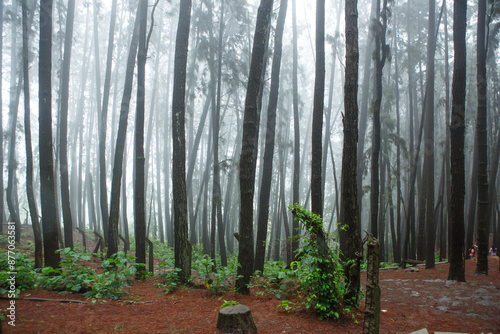forest in spring. Monsoon and misty at Vagamon Pine forest Kerala