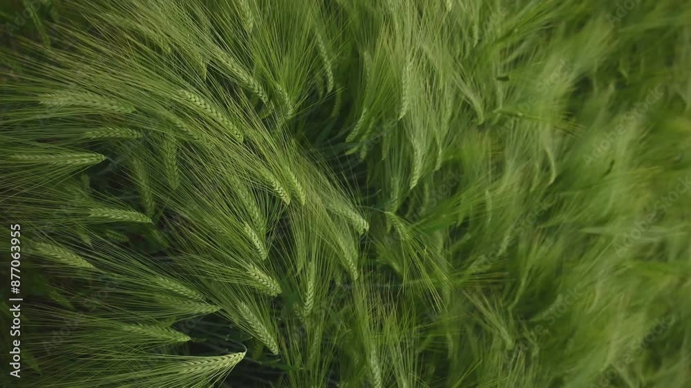 Raw product. Close up view of growing green wheat on agricultural field. Raw product. Close up view of growing green wheat on agricultural field.
