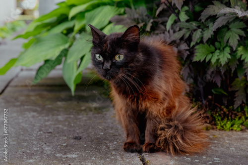 Fluffy black and red cat sitting outside photo