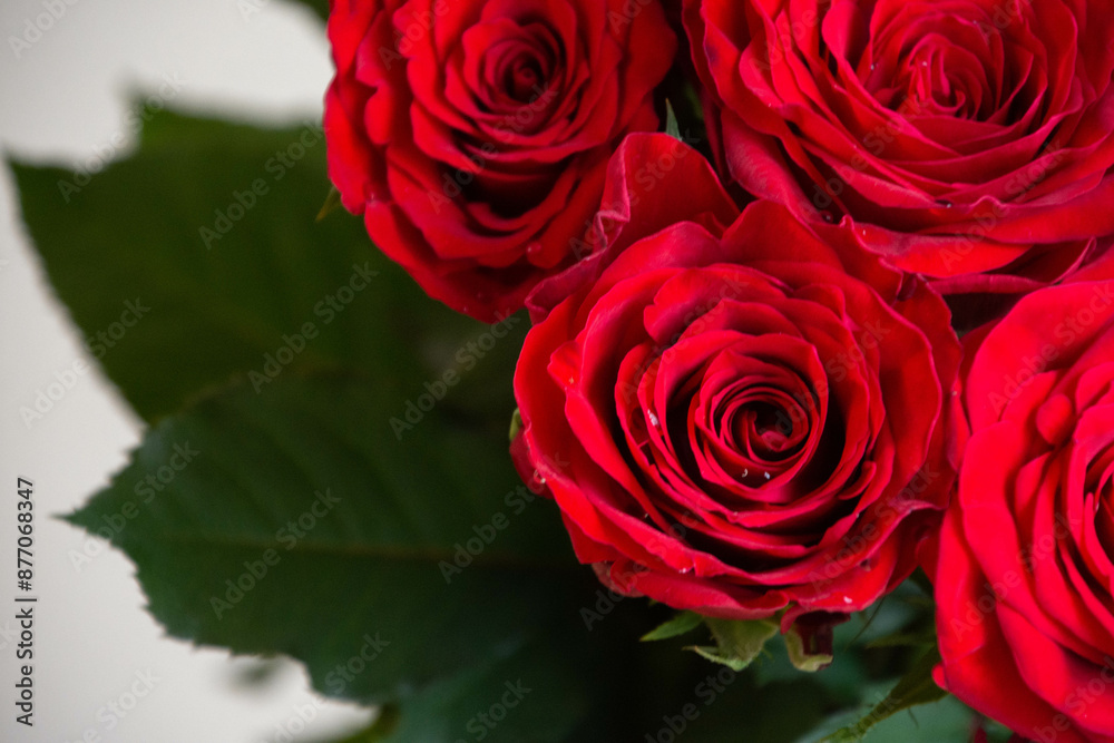 Naklejka premium 赤い薔薇