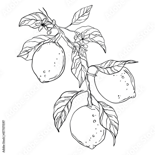 Set of vector lemons. Linear lemon. Sketch lemon. Citrus sketches.