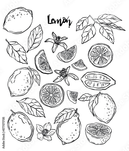 Set of vector lemons. Linear lemon. Sketch lemon. Citrus sketches.