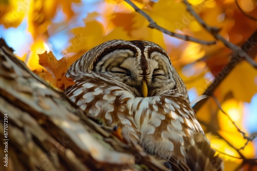 Barred Owl sleeping in southern MN photo