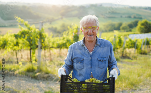 Senior wine producer man holding white grape box with vineyard in background - Organic farm and small business concept - Focus on his face