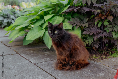 Fluffy black and red cat sitting outside photo