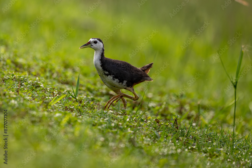 Common moorhen walking in grass Common moorhen walking in grass