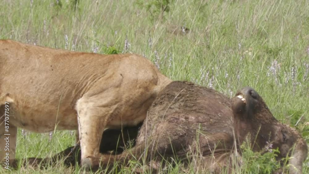 African lion eating in the wild.