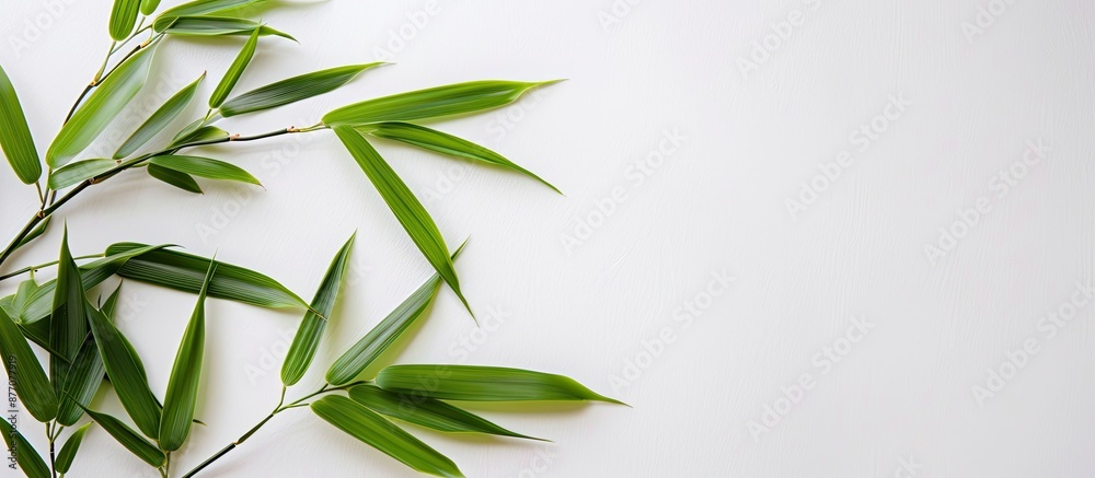 A bamboo leaf on a white backdrop with copy space image. A bamboo leaf on a white backdrop with copy space image.