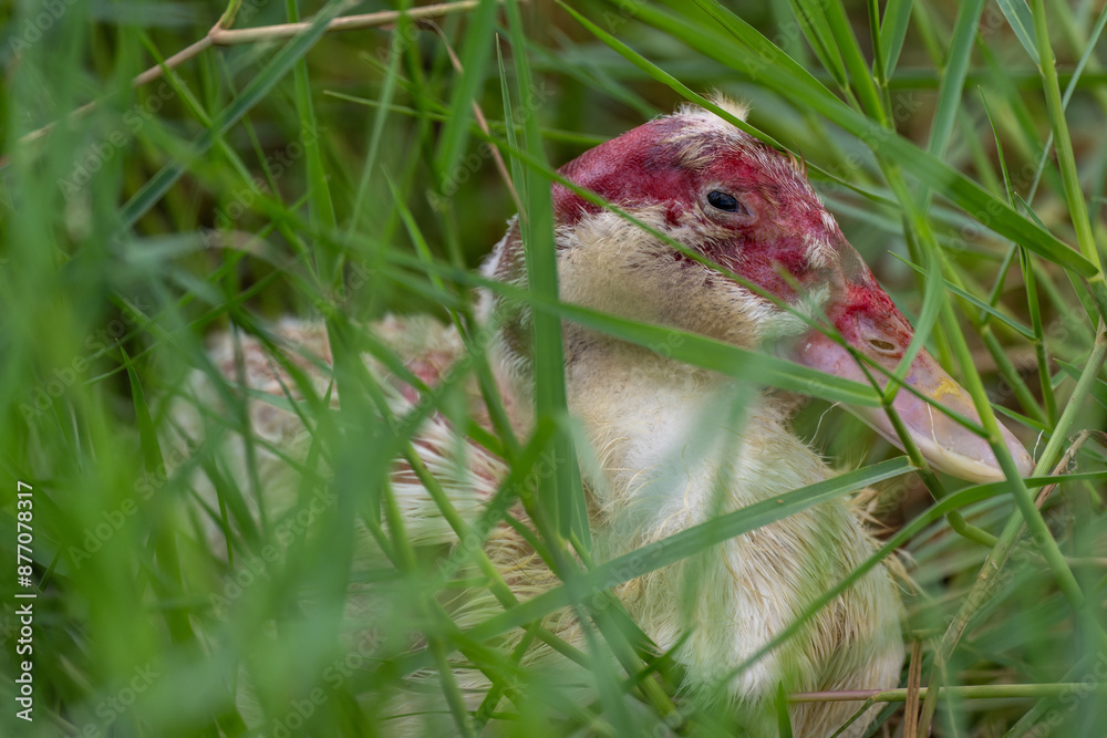A duck molting in the grass. A duck molting in the grass.