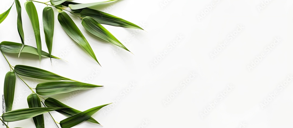 Fototapeta premium Isolated bamboo leaves on a white backdrop with copy space image.
