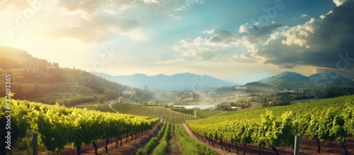 Vineyard scenery with copy space image. photo