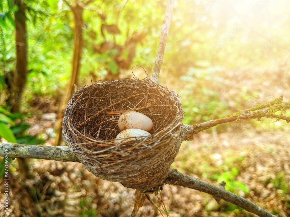 two bird eggs in a cage on a tree branch two bird eggs in a cage on a tree branch