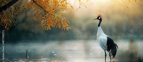 Red-crowned crane by the water's edge with copy space image.