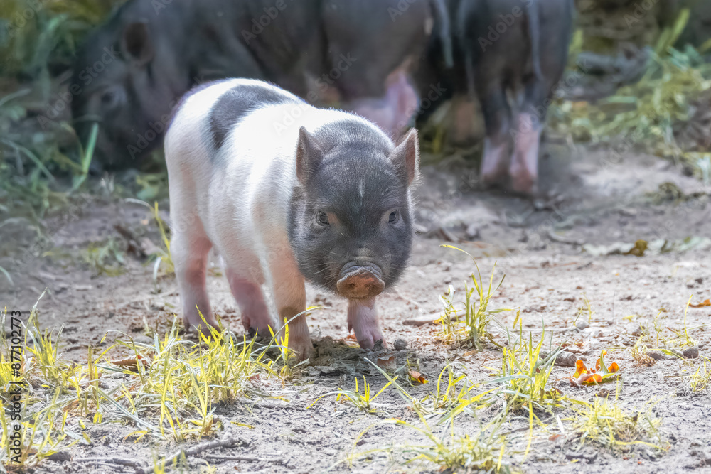A young pink and black speckled Vietnamese pot-bellied pig stands on the ground with green grass and looks right toward the camera lens on a sunny summer day. A young pink and black speckled Vietnamese pot-bellied pig stands on the ground with green grass and looks right toward the camera lens on a sunny summer day.