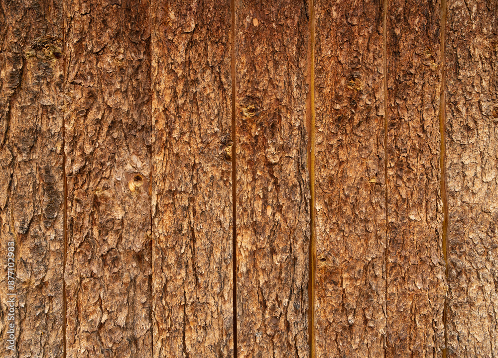 Obraz premium bark texture closeup