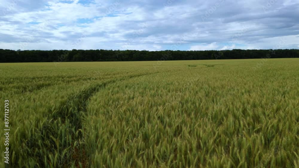 Drone shot of wheat fields ready to be harvested on a warm summer afternoon. Aerial footage of tracktor and combine paths and tracks left after farming an endgless golden crop farmland.
Drone shot of wheat fields ready to be harvested on a warm summer afternoon. Aerial footage of tracktor and combine paths and tracks left after farming an endgless golden crop farmland.