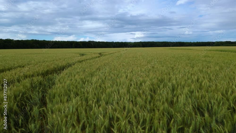 Drone shot of wheat fields ready to be harvested on a warm summer afternoon. Aerial footage of tracktor and combine paths and tracks left after farming an endgless golden crop farmland.
Drone shot of wheat fields ready to be harvested on a warm summer afternoon. Aerial footage of tracktor and combine paths and tracks left after farming an endgless golden crop farmland.