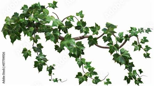 Ivy grape bush branch isolated on a white background, graphic resource, green plant foliage, summer decoration.