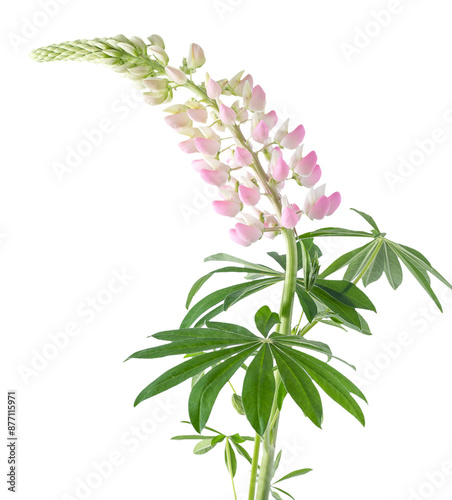 Wallpaper Mural Lupine flower isolated on white background. Pink lupin bud Torontodigital.ca