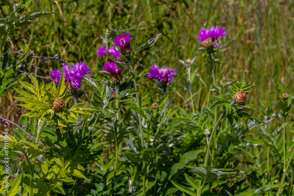 Psephellus whitened Psephellus dealbatus in garden. Bumblebee on flowers Psephellus whitened Psephellus dealbatus in garden. Bumblebee on flowers
