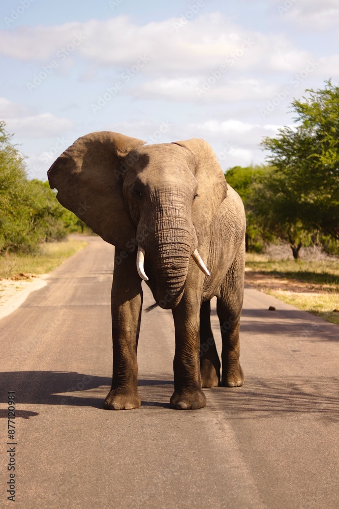 Fototapeta premium African elephant in Kruger Park in December 2023