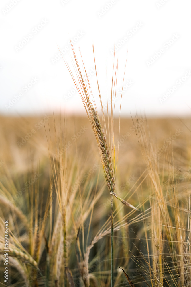 Close-up of ears of rye Close-up of ears of rye