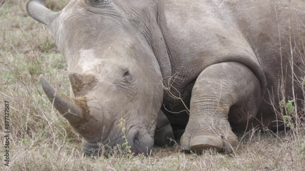 Close-up of African white rhino in the wild. Close-up of African white rhino in the wild.