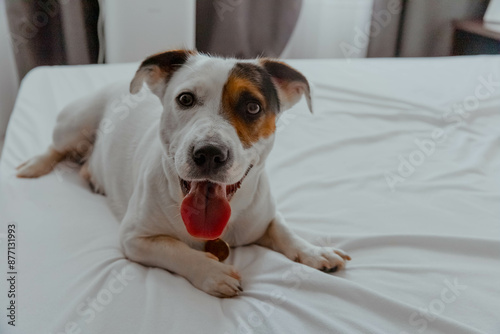 Funny and friendly Jack Russell Terrier dog at home on the bed photo