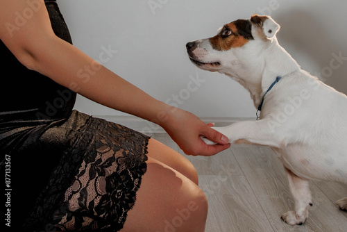 Girl Trains Dog Jack Russell Terrier Give Paw photo