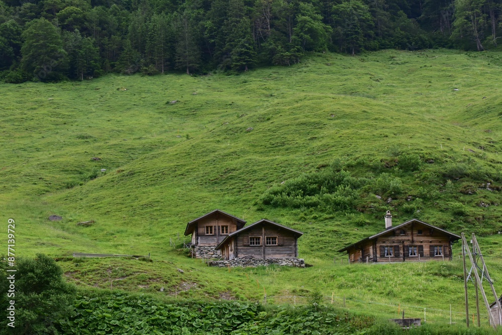 Obraz premium Wooden cabins nestled in a lush green hillside surrounded by dense forest