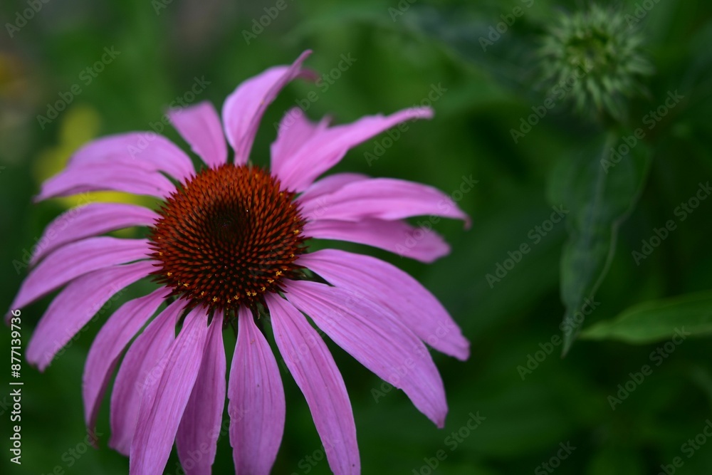Close-up of a vibrant purple coneflower with a blurred green background Close-up of a vibrant purple coneflower with a blurred green background