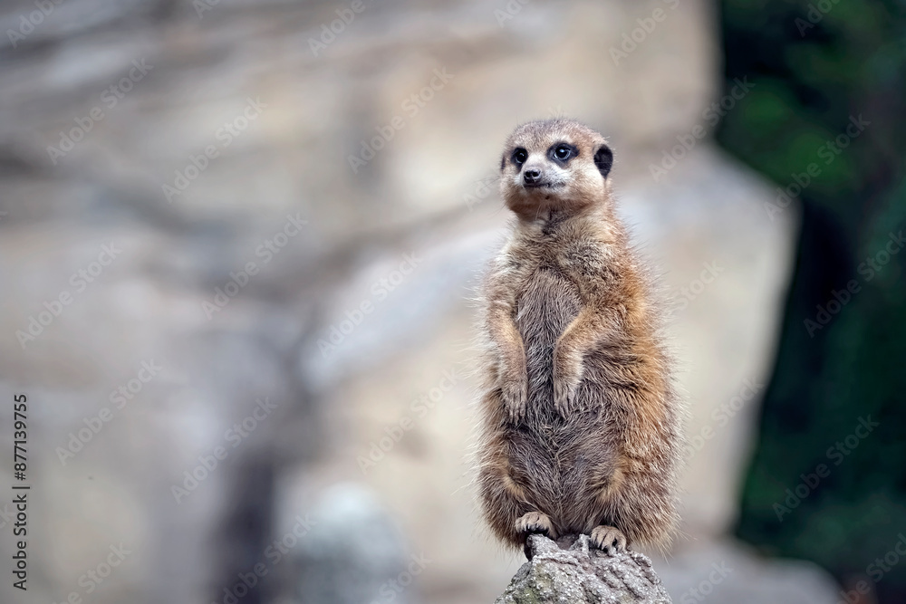 Fototapeta premium Erdmännchen ( Suricata suricatta ).