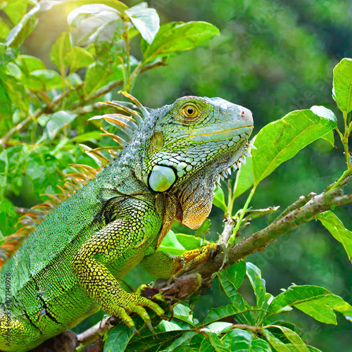 lguana animals