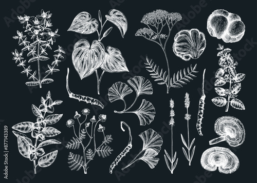 Sketch style mental health herbs and mushrooms. Hand-drawn vector illustrations. Healing plants, natural remedies, medicinal mushrooms on chalkboard. NOT AI generated