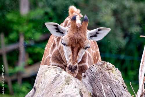 Rothschildgiraffe ( Giraffa camelopardalis rothschildi ). photo