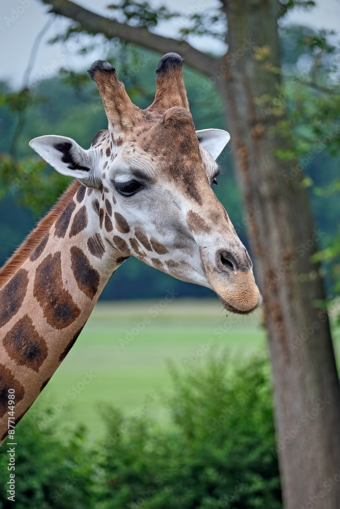 Rothschildgiraffe ( Giraffa camelopardalis rothschildi ).