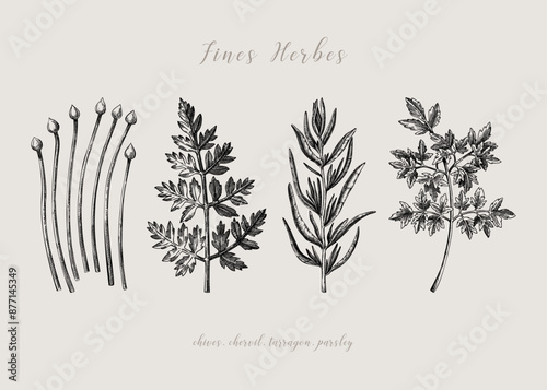 Sketch style fines herbes set. French herbs sketches. Parsley, Chives, Tarragon, Chervil, hand-drawn vector illustration . French cuisine. NOT AI generated