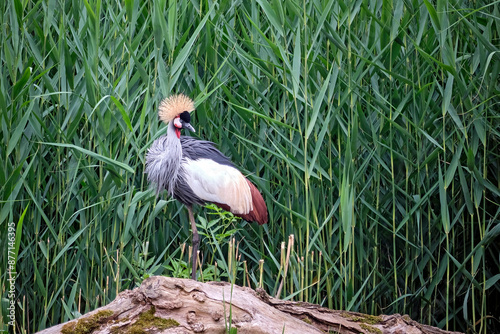 Grauer Kronenkranich ( Balearica regulorum ). photo