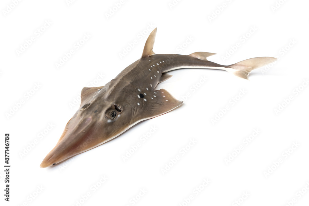 Fototapeta premium White-Spotted Shovelnose Ray or Giant guitarfish - Rhynchobatus djiddensis. isolated on white background.