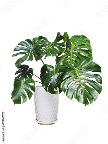 Big montera plant in a white pot, isolated on transparent background. photo