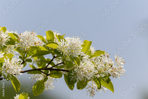 ナンジャモンジャの花01 photo