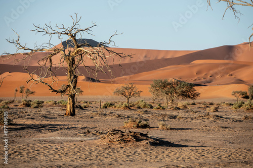 Plakat tree in the desert, sossusvlei, namibia