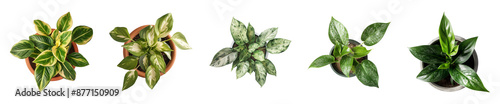 Collection of different houseplants isolated on a transparent background, top view, for design or decoration, cut-out, PNG photo