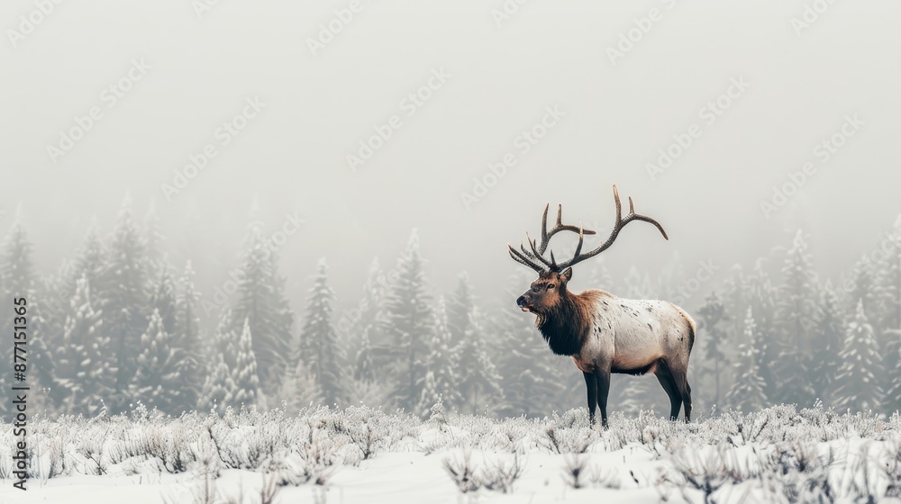 A large elk stands in the midst of a snow-covered field, flanked by a row of towering pine trees behind A large elk stands in the midst of a snow-covered field, flanked by a row of towering pine trees behind